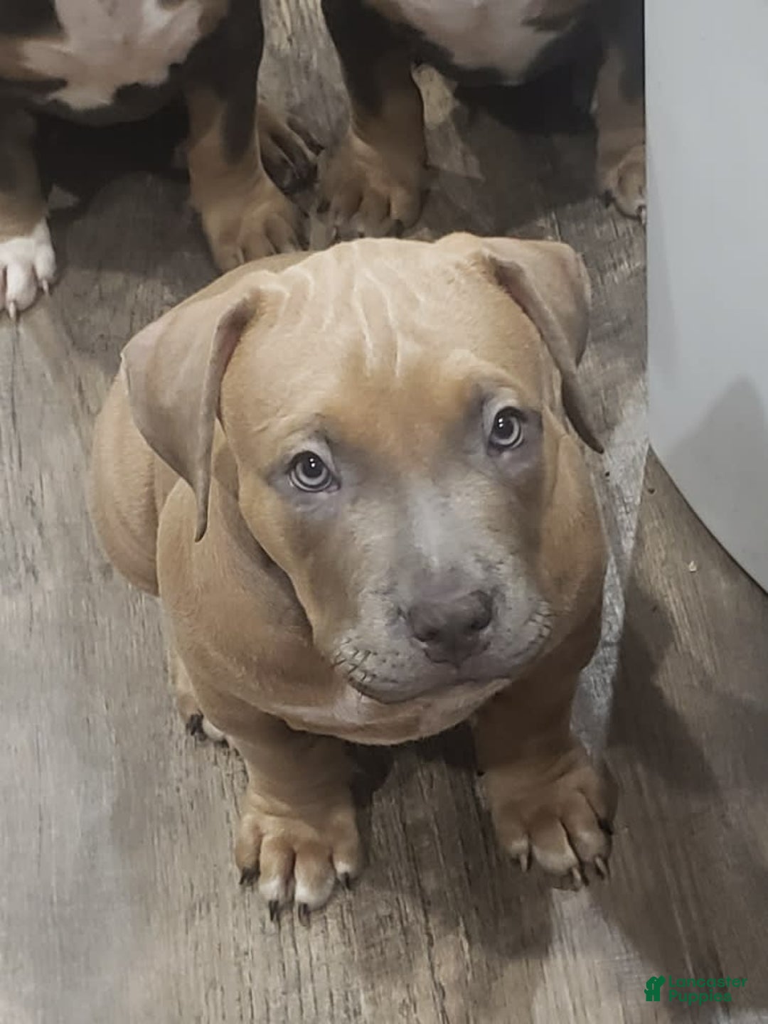 American Bully dogs for sale: Big Hoss - Image 115