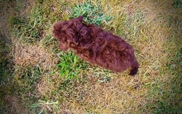 Havapoo dogs for sale: Karma - Image 2