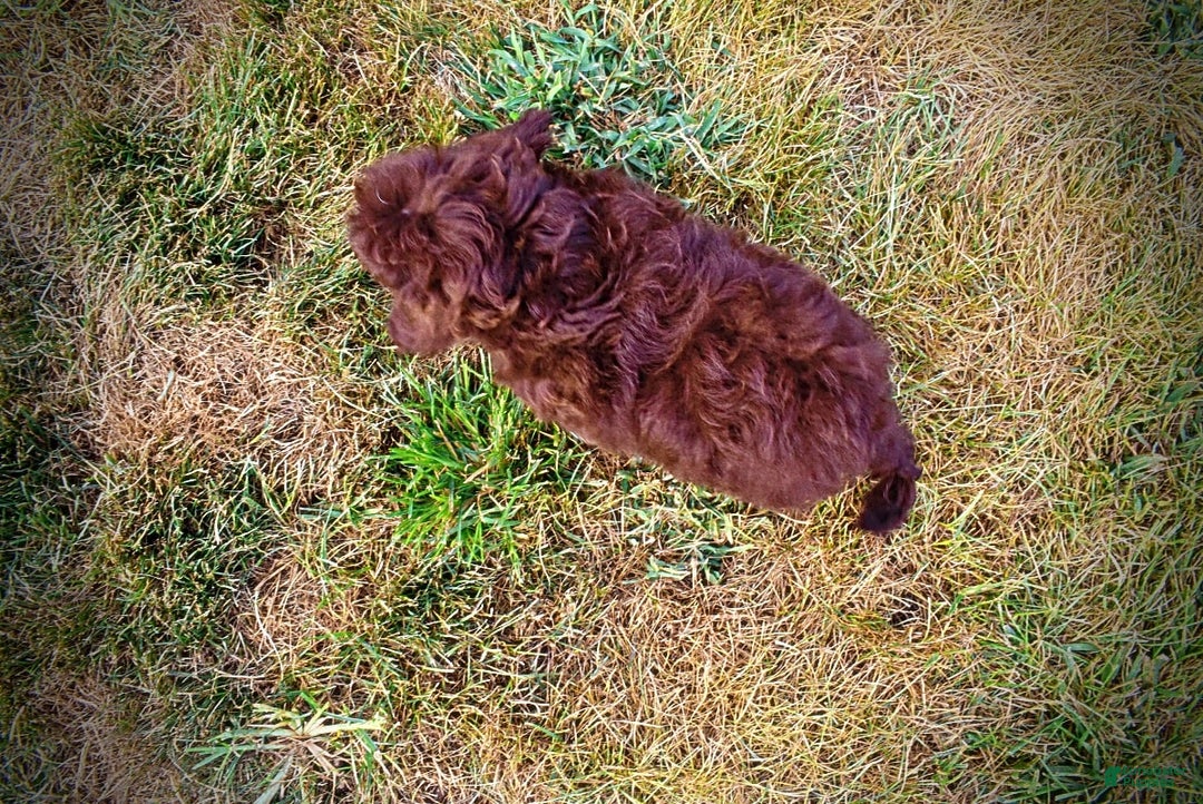 Havapoo dogs for sale: Karma - Image 2