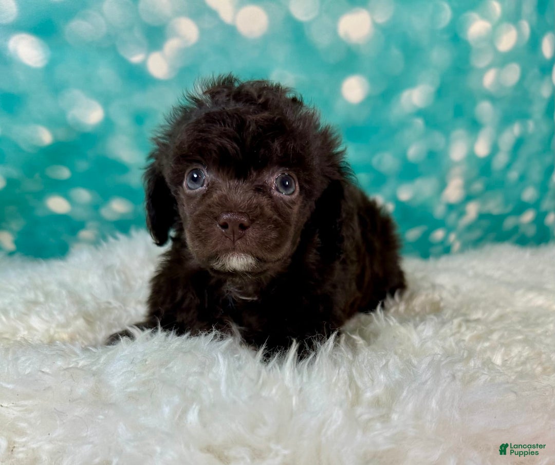 Toy Poodle dogs for sale: Lil Joey! - Image 5