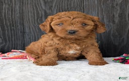 Cavapoo dogs for sale: Loki - Image 1