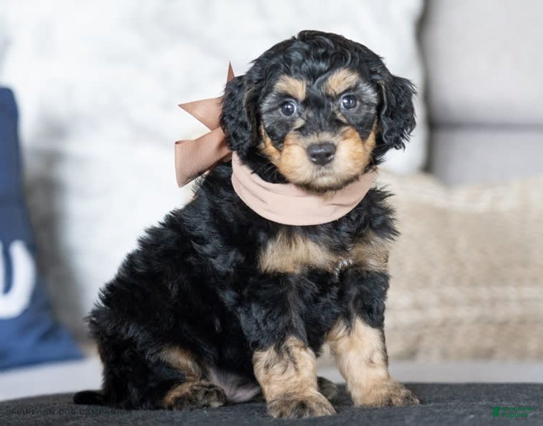  dogs for sale: Mini Goldendoodle 6 puppies - Image 10