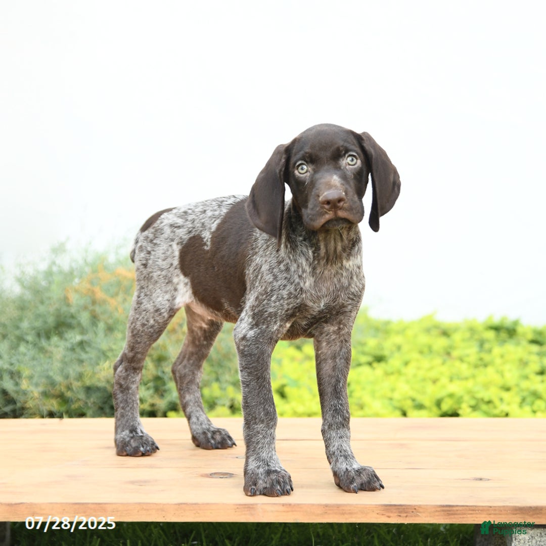 German Shorthaired Pointer dogs for sale: Jasmine - Image 2
