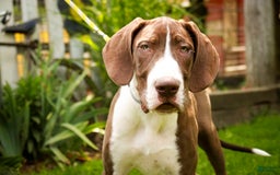 Great Dane dogs for sale: Jack - Image 7