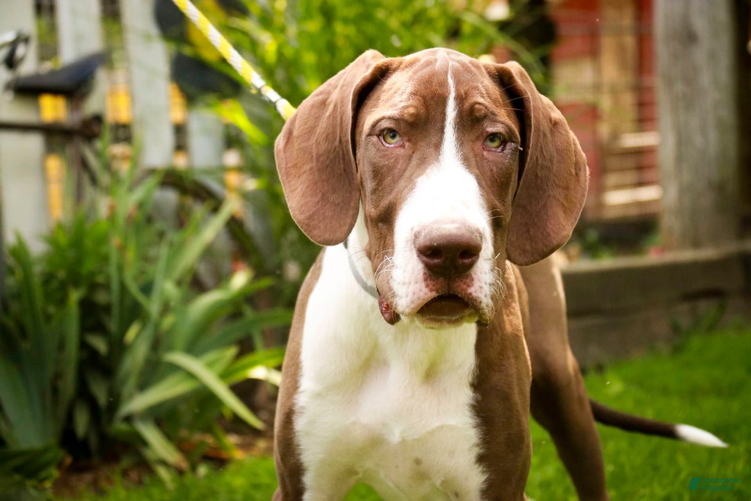 Great Dane dogs for sale: Jack - Image 7