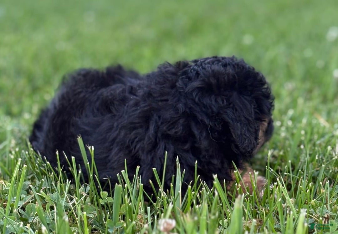 Aussiedoodle dogs for sale: Shiloh - Image 8
