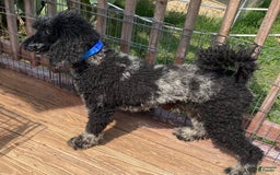 Standard Poodle dogs for sale: Ode - Image 10