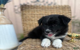 American Bully dogs for sale: Cocoa - Image 3