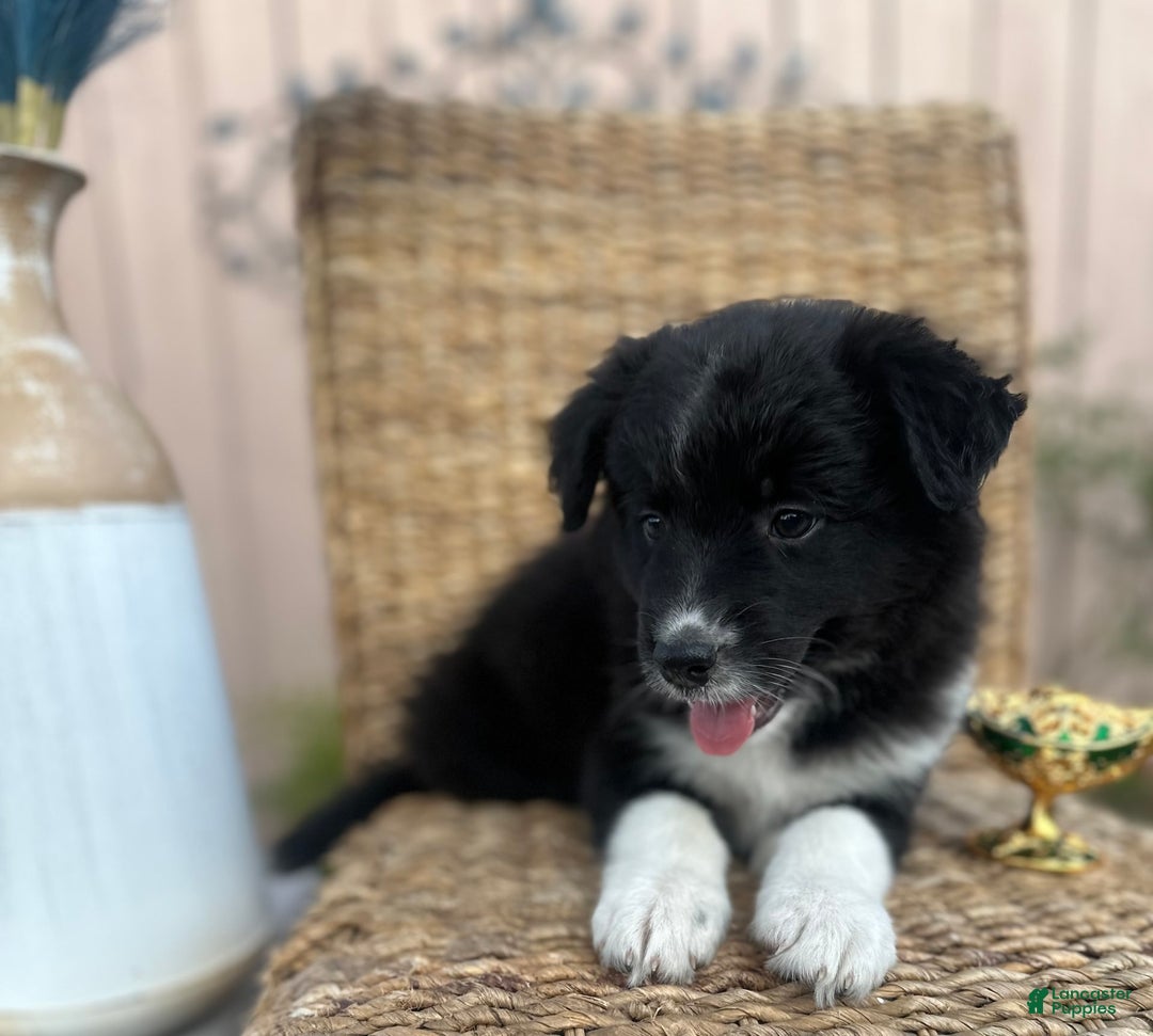 American Bully dogs for sale: Cocoa - Image 3