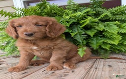 Goldendoodle dogs for sale: Ellie - Image 19