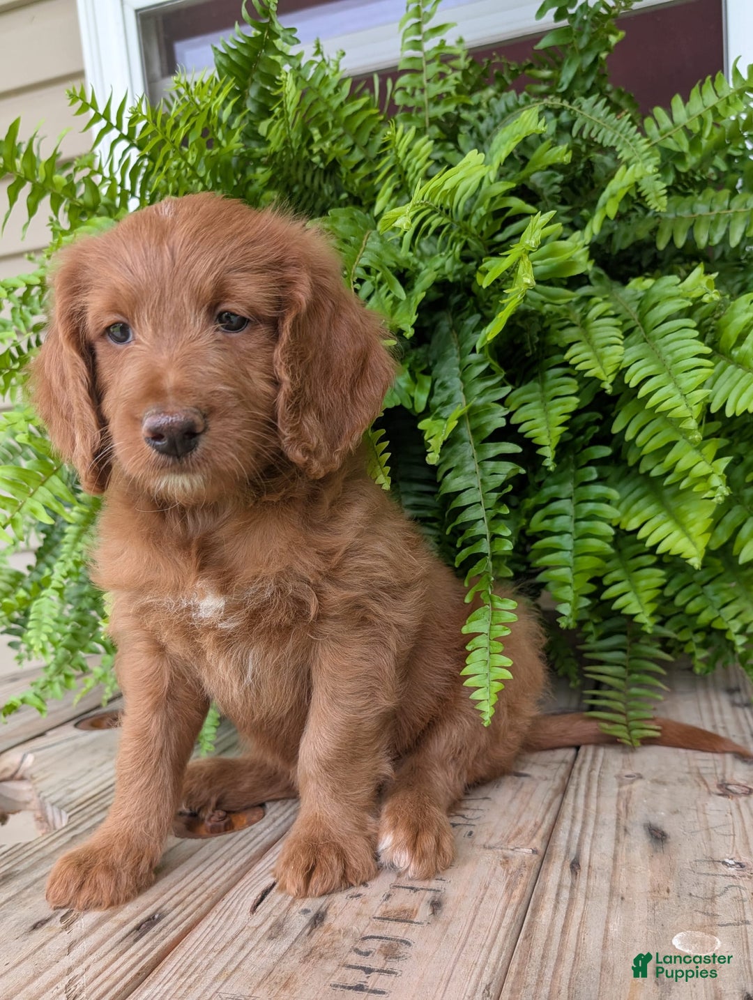Goldendoodle dogs for sale: Ellie - Image 19