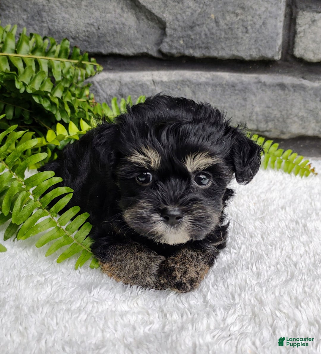 Havapoo dogs for sale: Callie - Image 4
