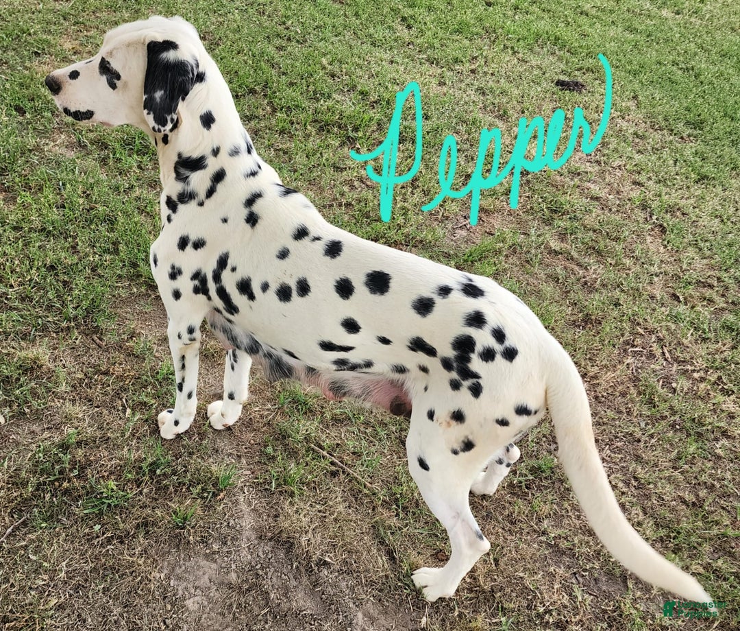 Dalmatian dogs for sale: Peppers Tan Boy - Image 19