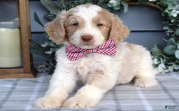 Goldendoodle dogs for sale: Audi - Image 2