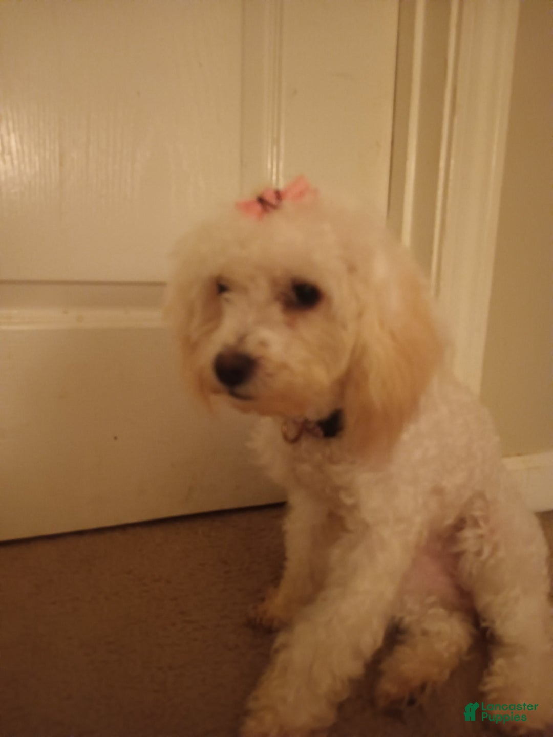 Pudelpointer dogs for sale: Princess - Image 3