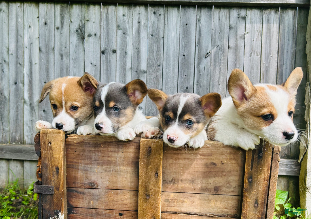 Welsh Corgi Pembroke dogs for sale: Fiona - Image 1