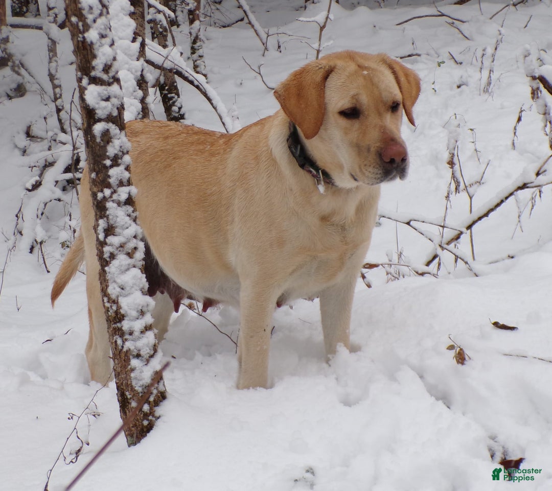 Labrador Retriever dogs for sale: Melody - Image 8