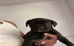 Cane Corso dogs for sale: Cane Corso 3 puppies - Image 3