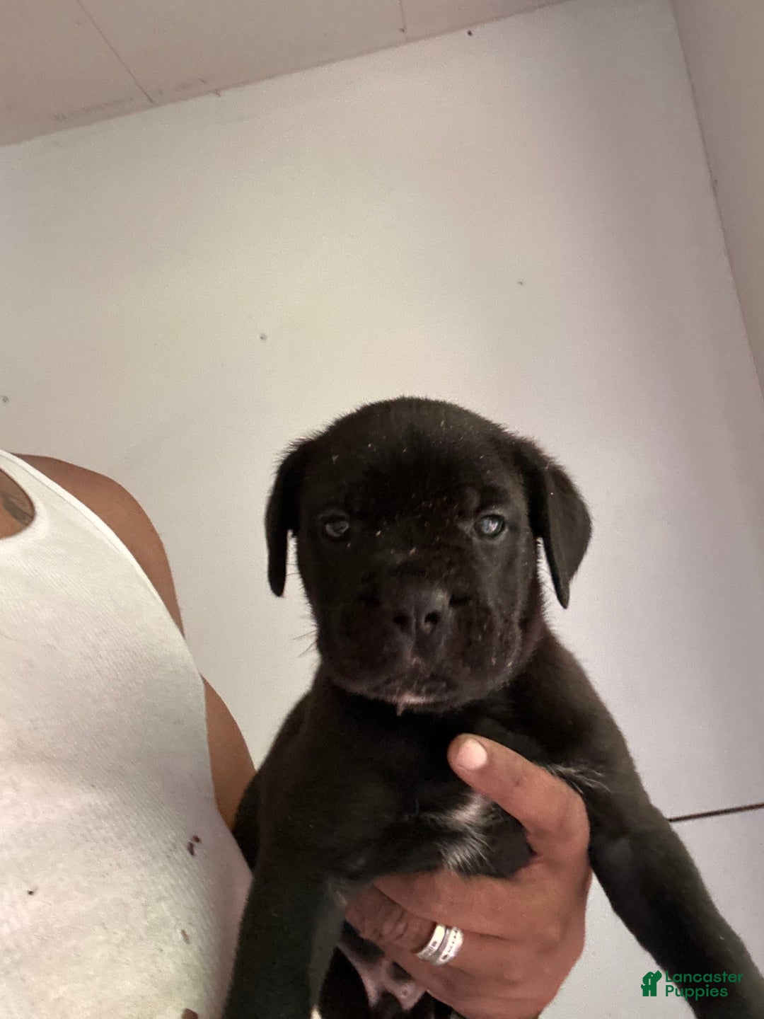 Cane Corso dogs for sale: Cane Corso 3 puppies - Image 3