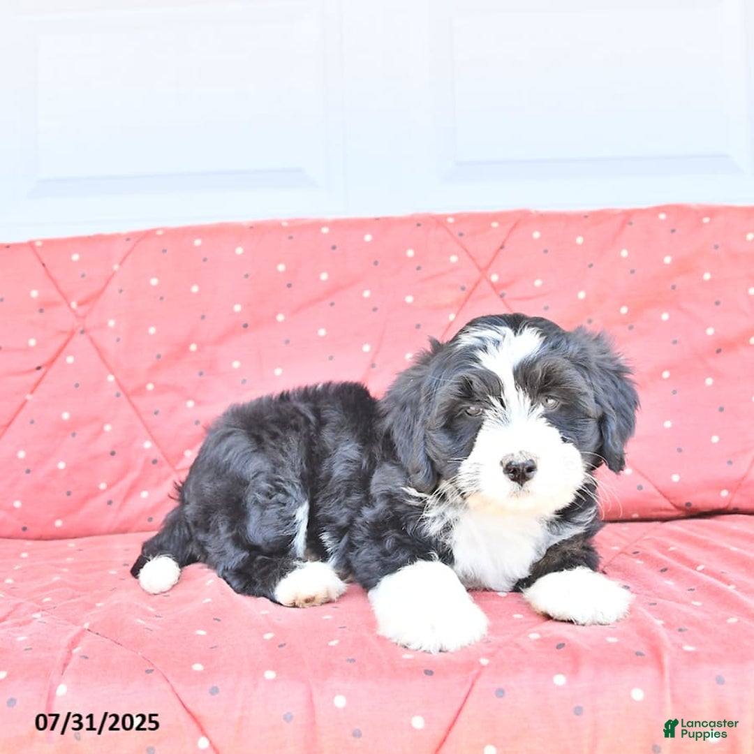 Miniature Bernese Mountain Dog dogs for sale: Candy - Image 8