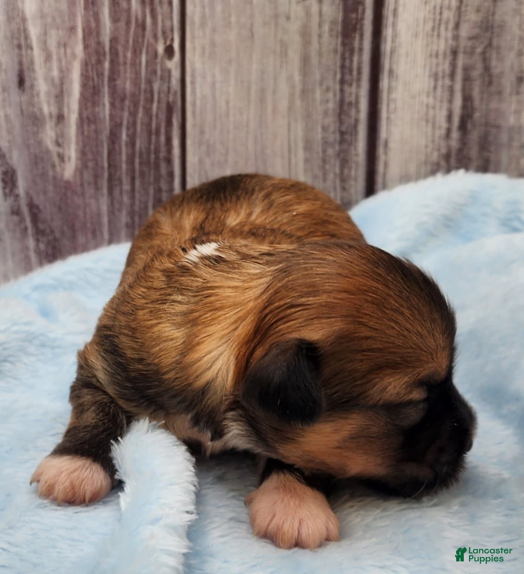 Chinese Crested dogs for sale: April - Image 6
