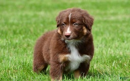 Australian Shepherd dogs for sale: Jax - Image 7