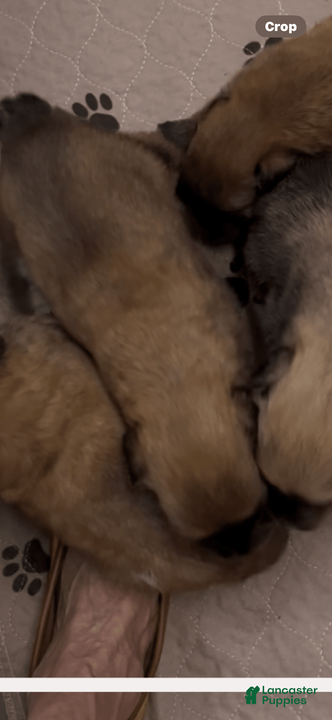 Bouvier Des Flandres dogs for sale: Female 2 Dark Fawn - Image 1