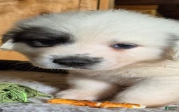 Great Pyrenees dogs for sale: Orange - Image 7