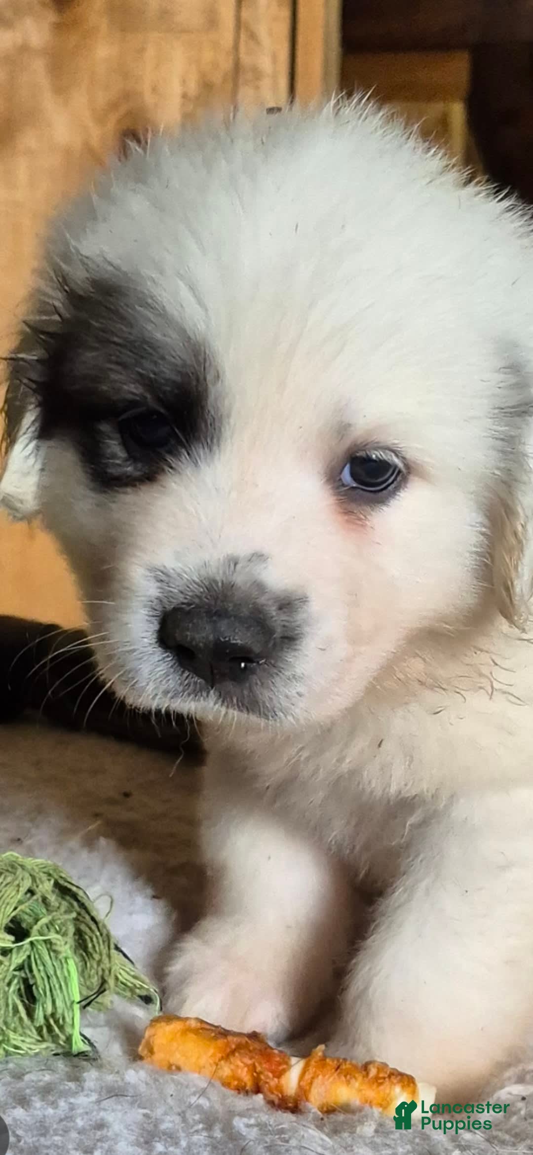Great Pyrenees dogs for sale: Orange - Image 7