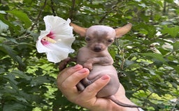 Chihuahua dogs for sale: Krillin - Image 10