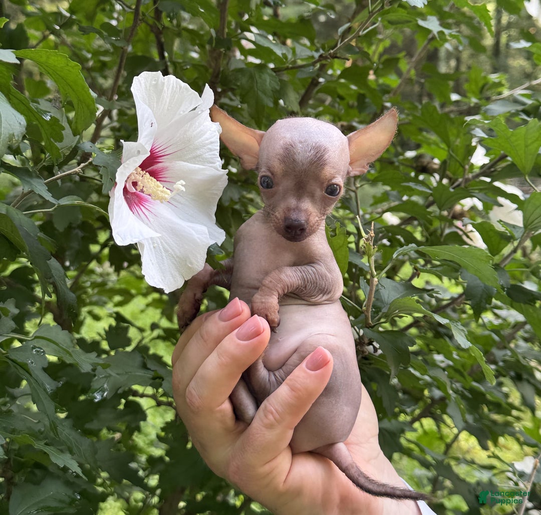 Chihuahua dogs for sale: Krillin - Image 10