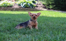 Morkie dogs for sale: Janis - Image 12