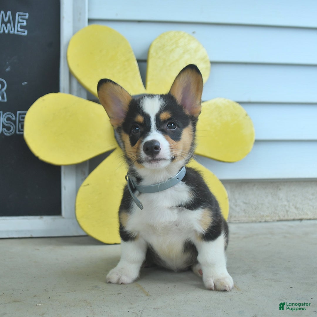Welsh Corgi Pembroke dogs for sale: Muffin - Image 2