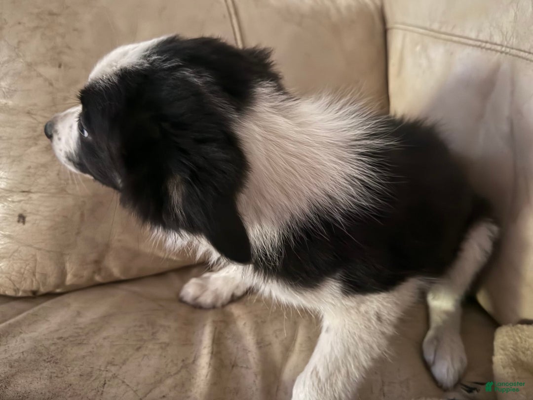 Border Collie dogs for sale: Max - Image 3
