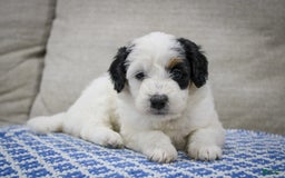 Mini Bernedoodle dogs for sale: Lennon - Image 16