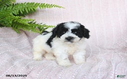 Miniature Poodle dogs for sale: Harper - Image 2