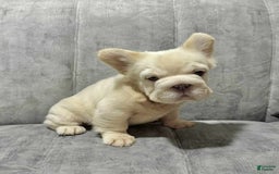 French Bulldog dogs for sale: Butterscotch - Image 6