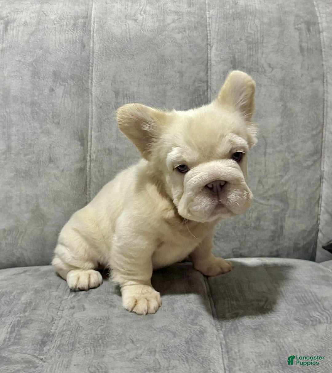 French Bulldog dogs for sale: Butterscotch - Image 6