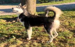 Alaskan Malamute dogs for sale: Kali - Image 8
