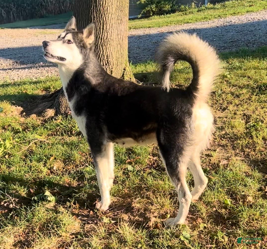 Alaskan Malamute dogs for sale: Kali - Image 8