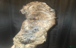 Cocker Spaniel dogs for sale: Cooper - Image 6