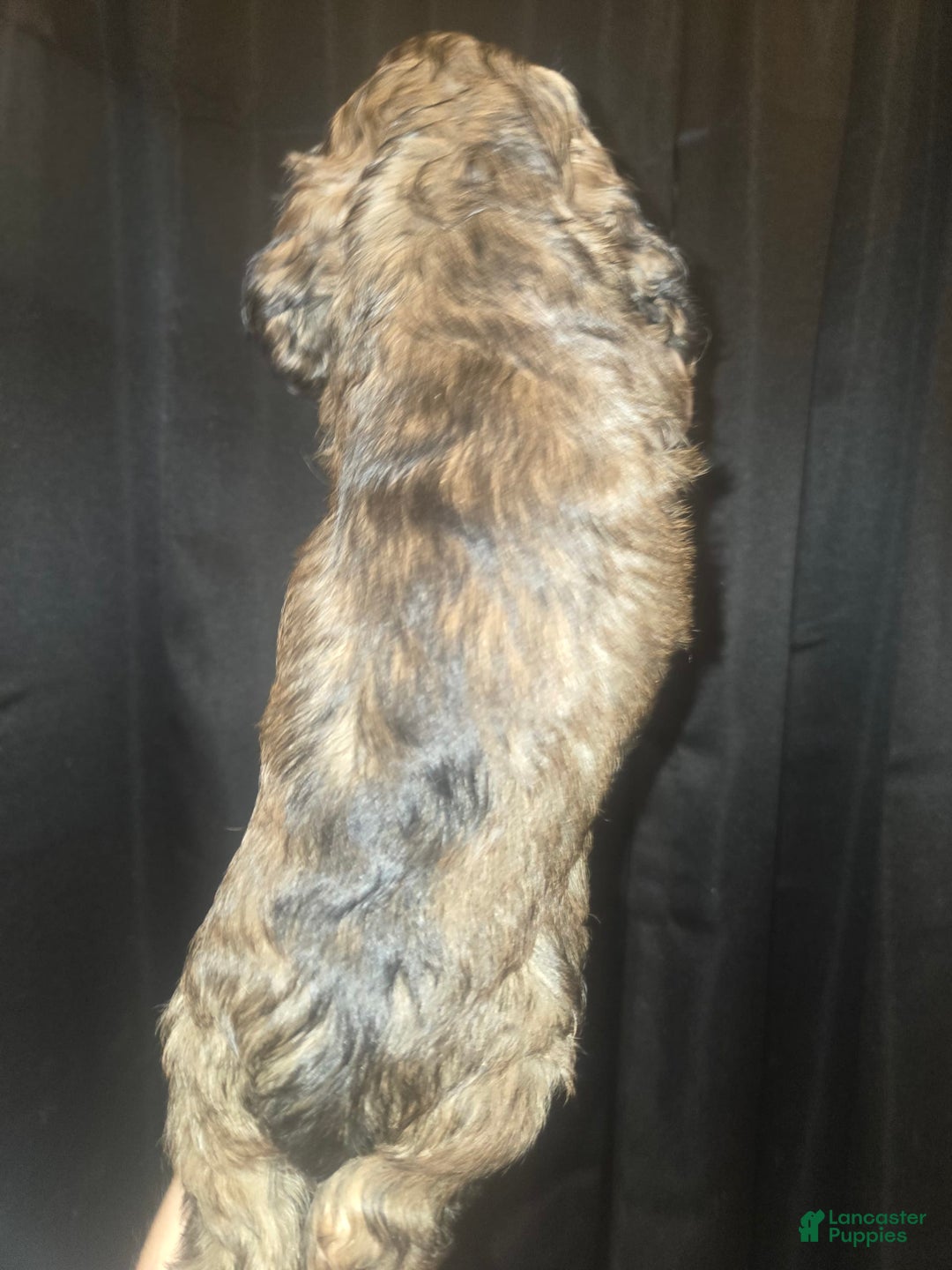 Cocker Spaniel dogs for sale: Cooper - Image 6