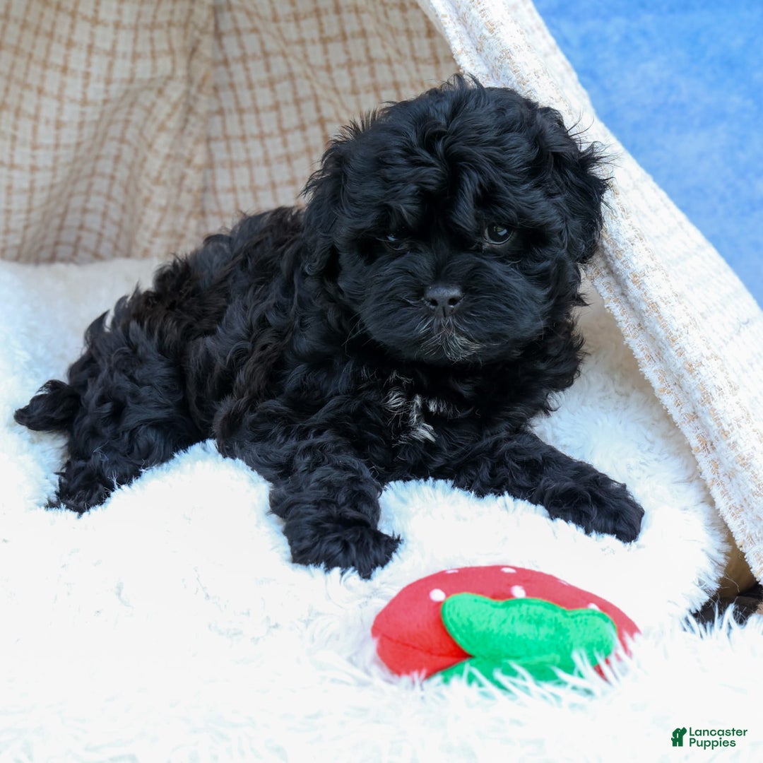 Shihpoo dogs for sale: Kia - Image 16