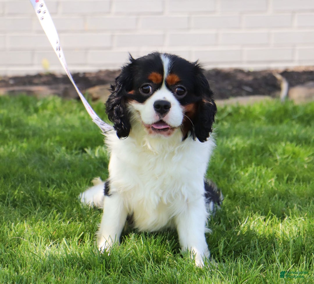 Cavalier King Charles Spaniel dogs for sale: Victor - Image 13