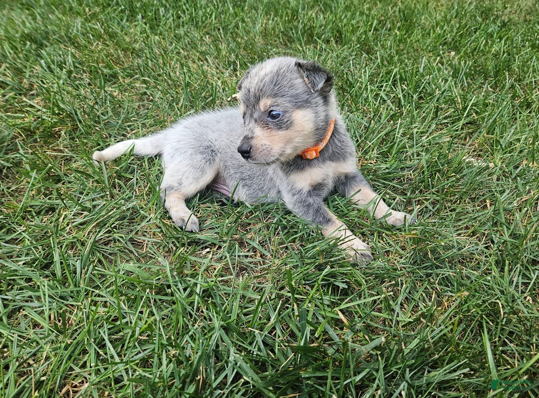Australian Cattle Dog dogs for sale: Captain - Image 2