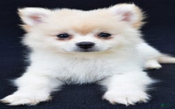 Pomeranian dogs for sale: Duke - Image 6