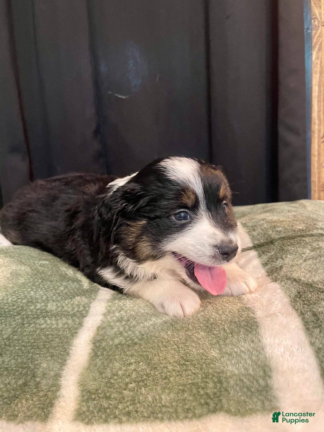 Australian Shepherd dogs for sale: Mako - Image 5
