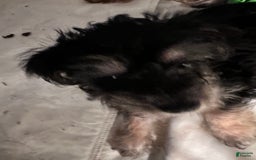 Yorkshire Terrier dogs for sale: Daisy - Image 4