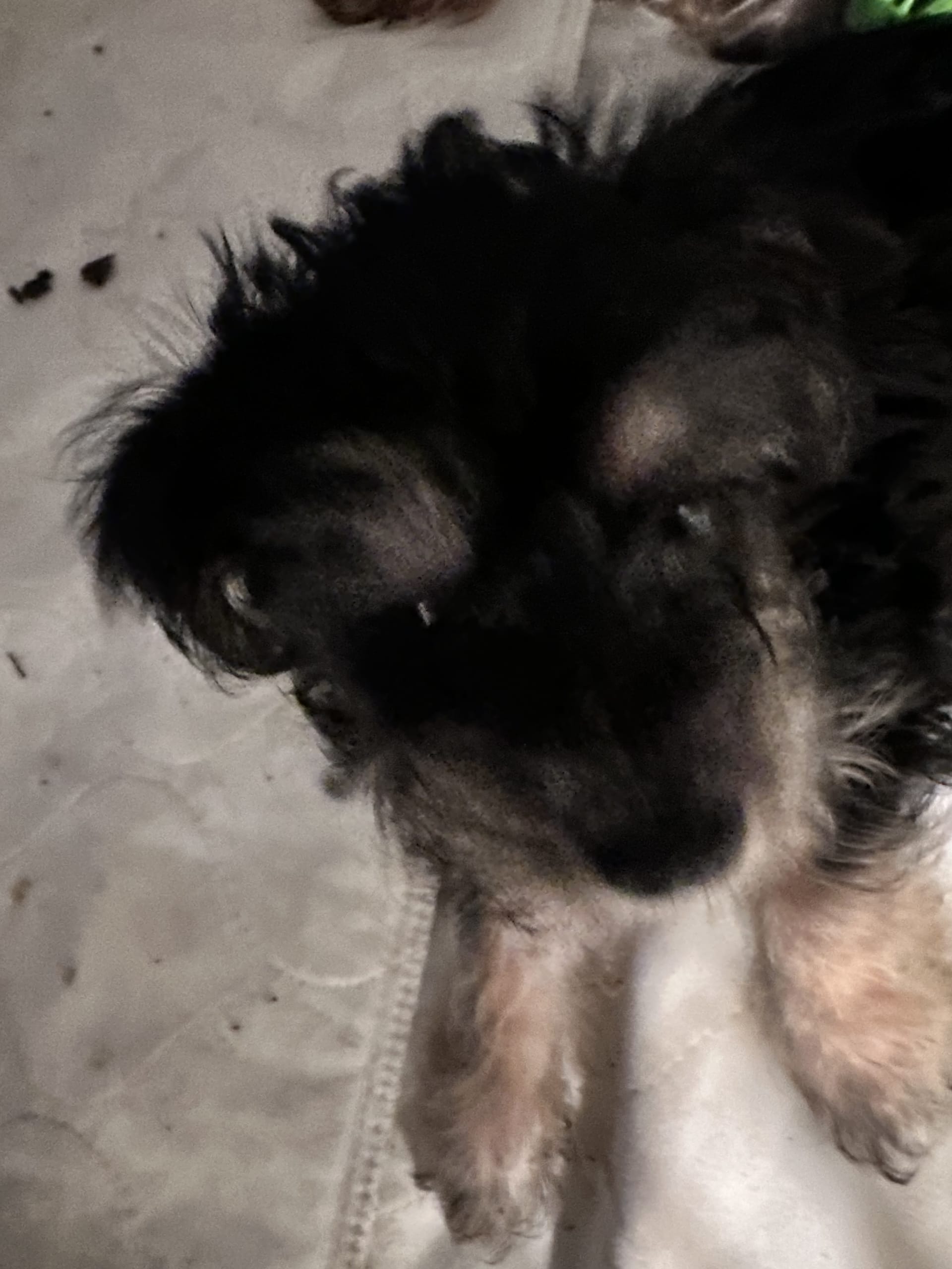 Daisy