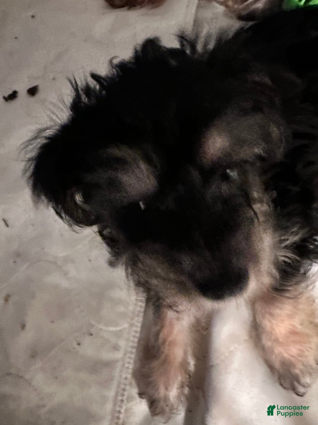 Yorkshire Terrier dogs for sale: Daisy - Image 4